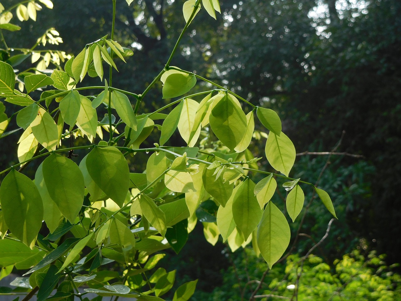 leaves green nature free photo