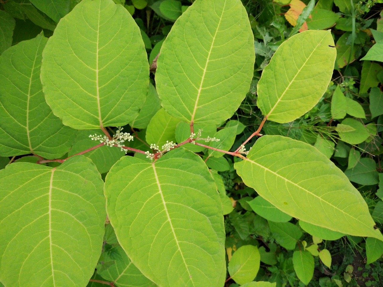 leaves green nature free photo