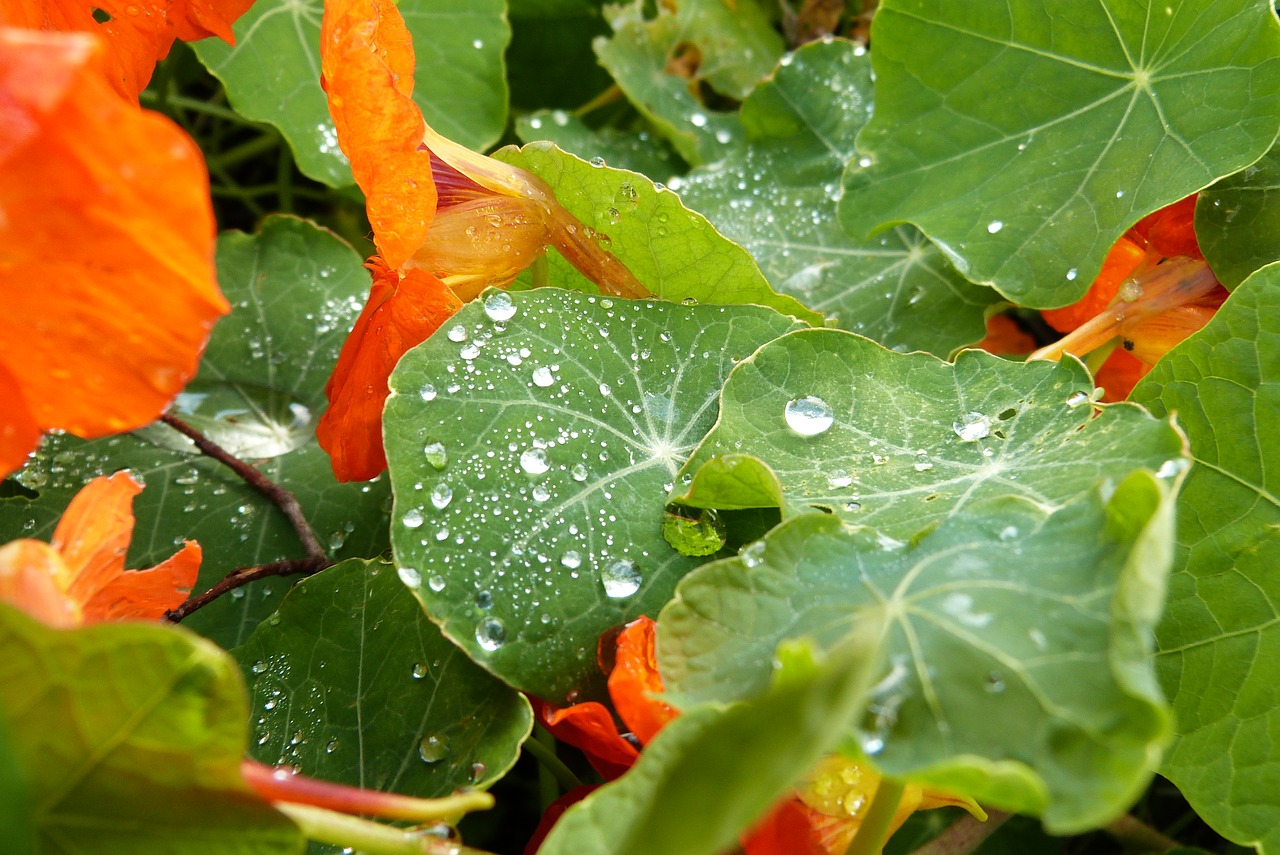 leaves flower orange free photo