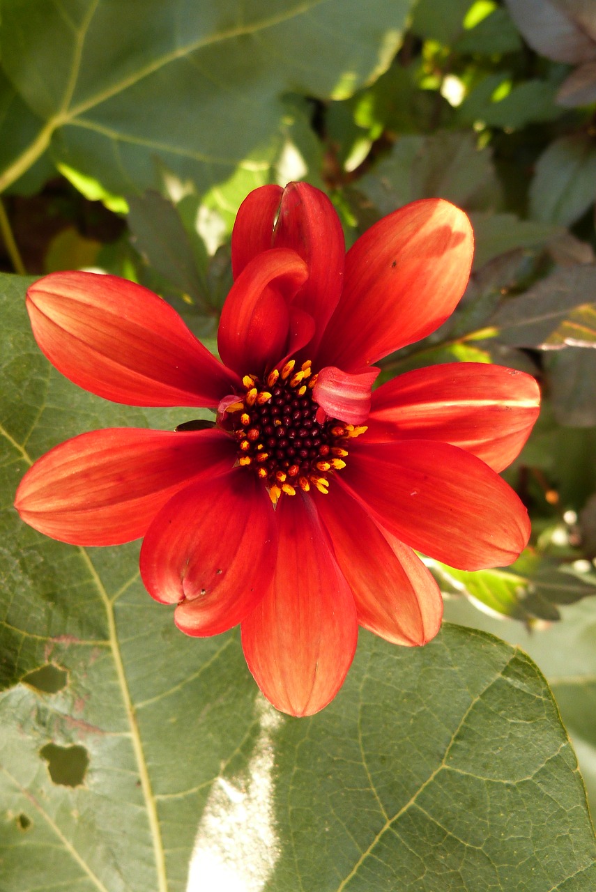 leaves flower orange free photo