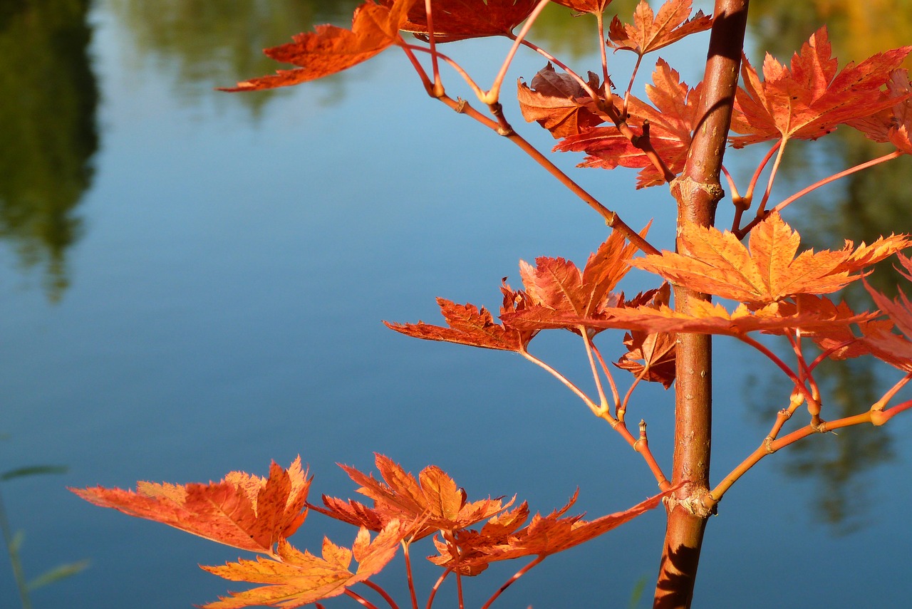 leaves orange autumn free photo