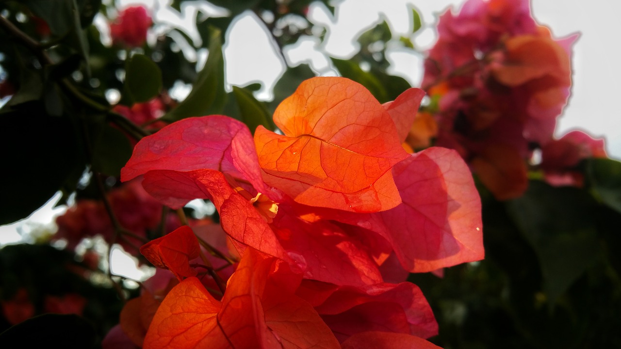 leaves red bright colors free photo