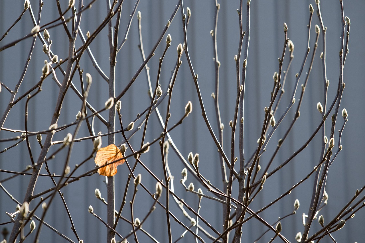 leaves spring buds free photo