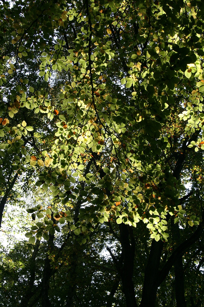 leaves deciduous tree autumn free photo