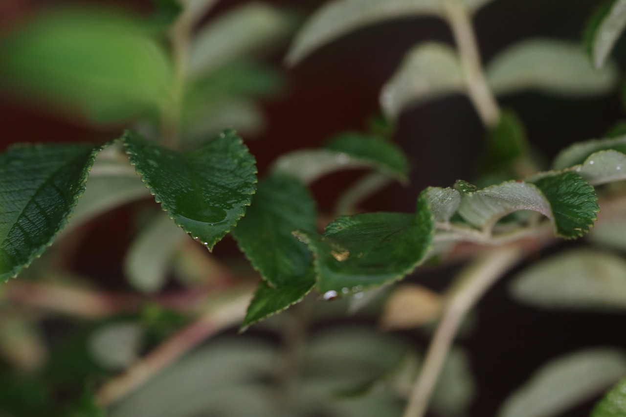 leaves nature green free photo