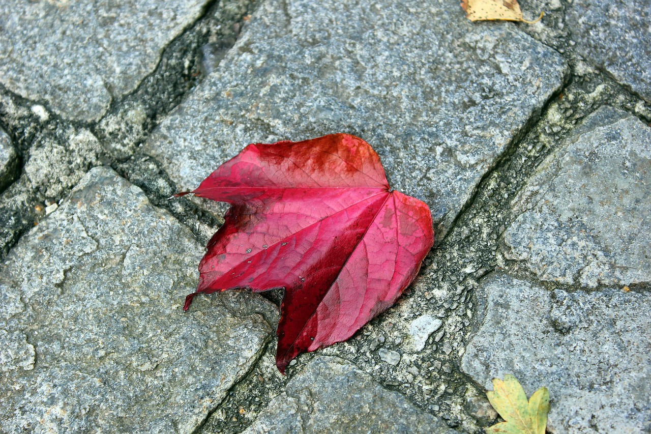 leaves autumn leaf free photo