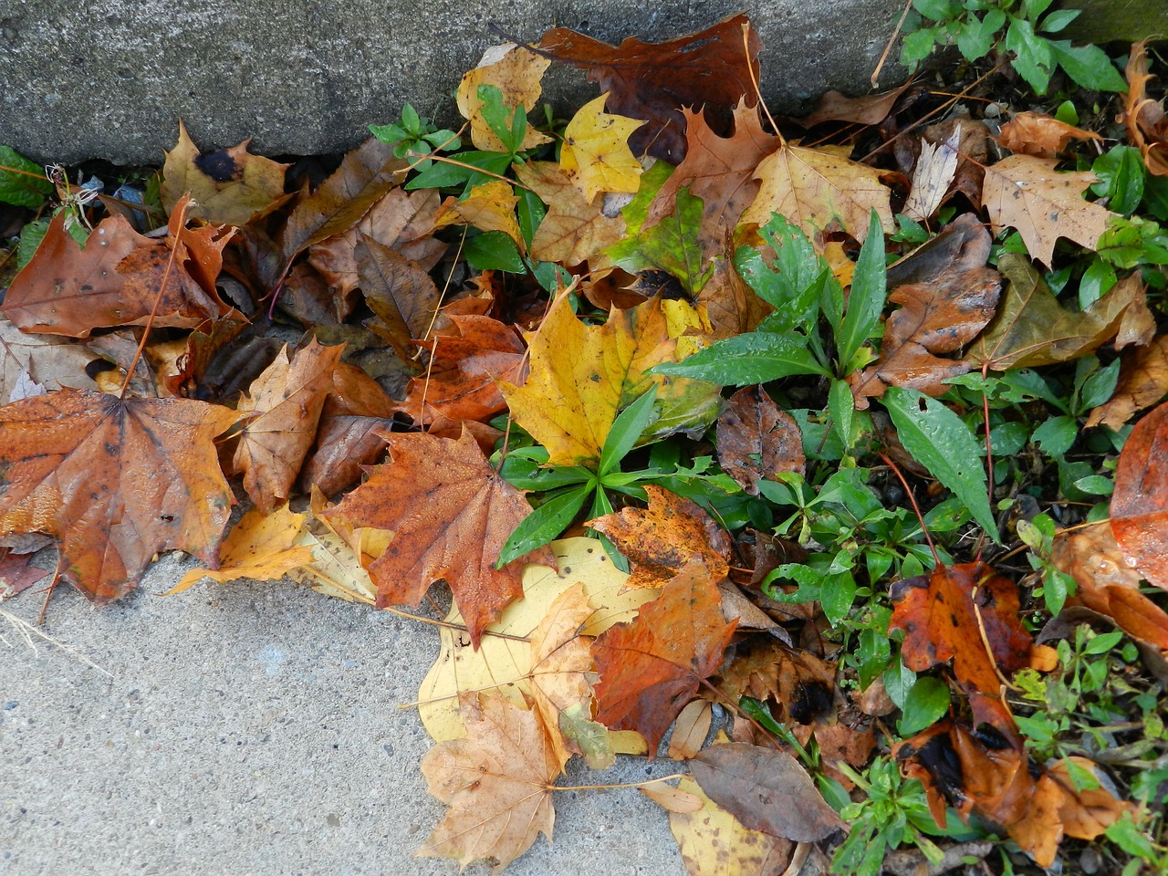 leaves weeds fall free photo