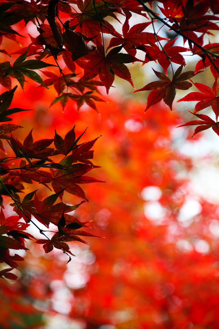 leaves autumn leaves autumn free photo