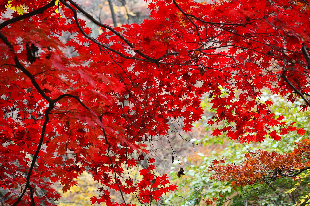 leaves autumn leaves autumn free photo