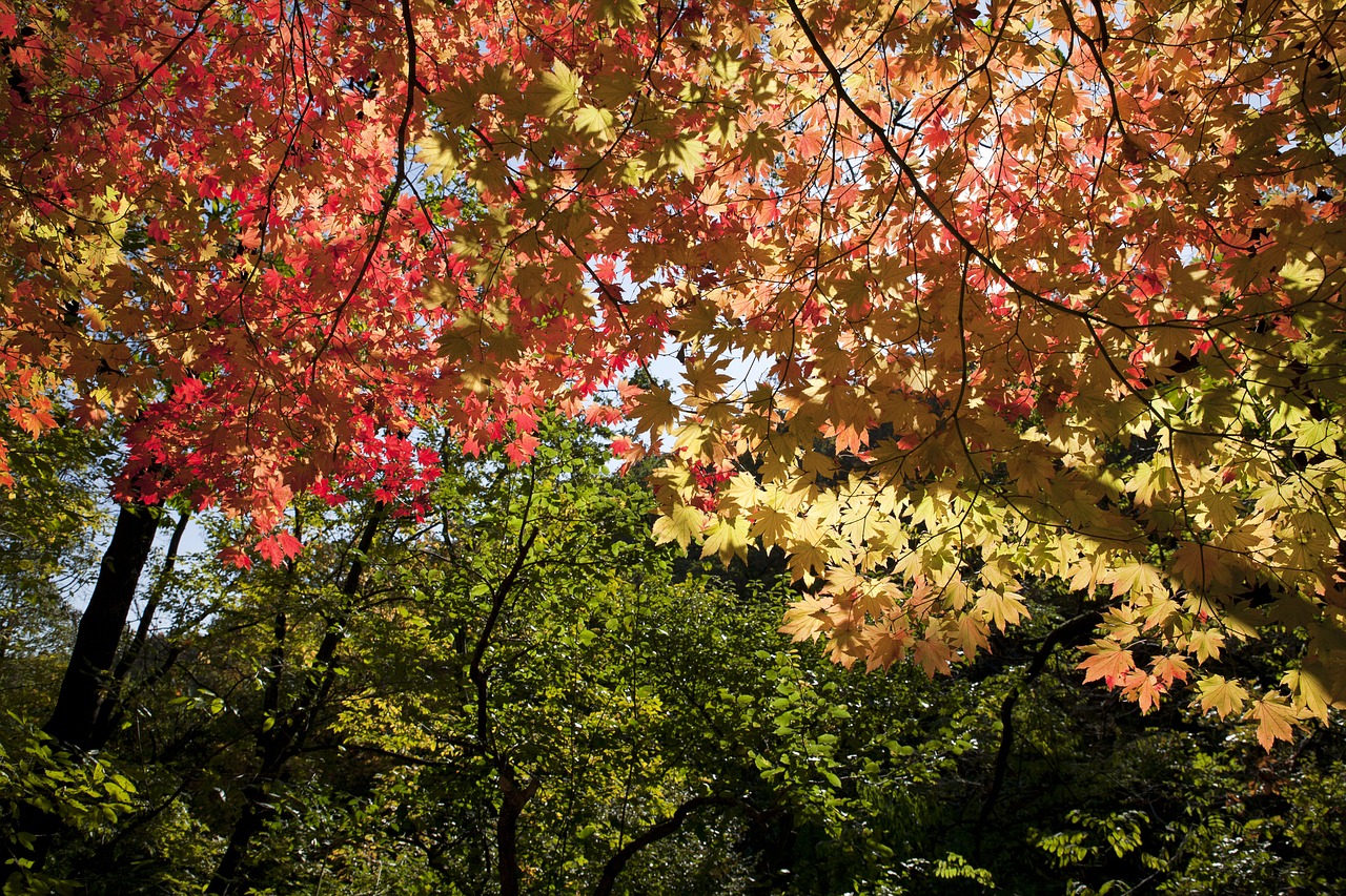 leaves autumn leaves autumn free photo