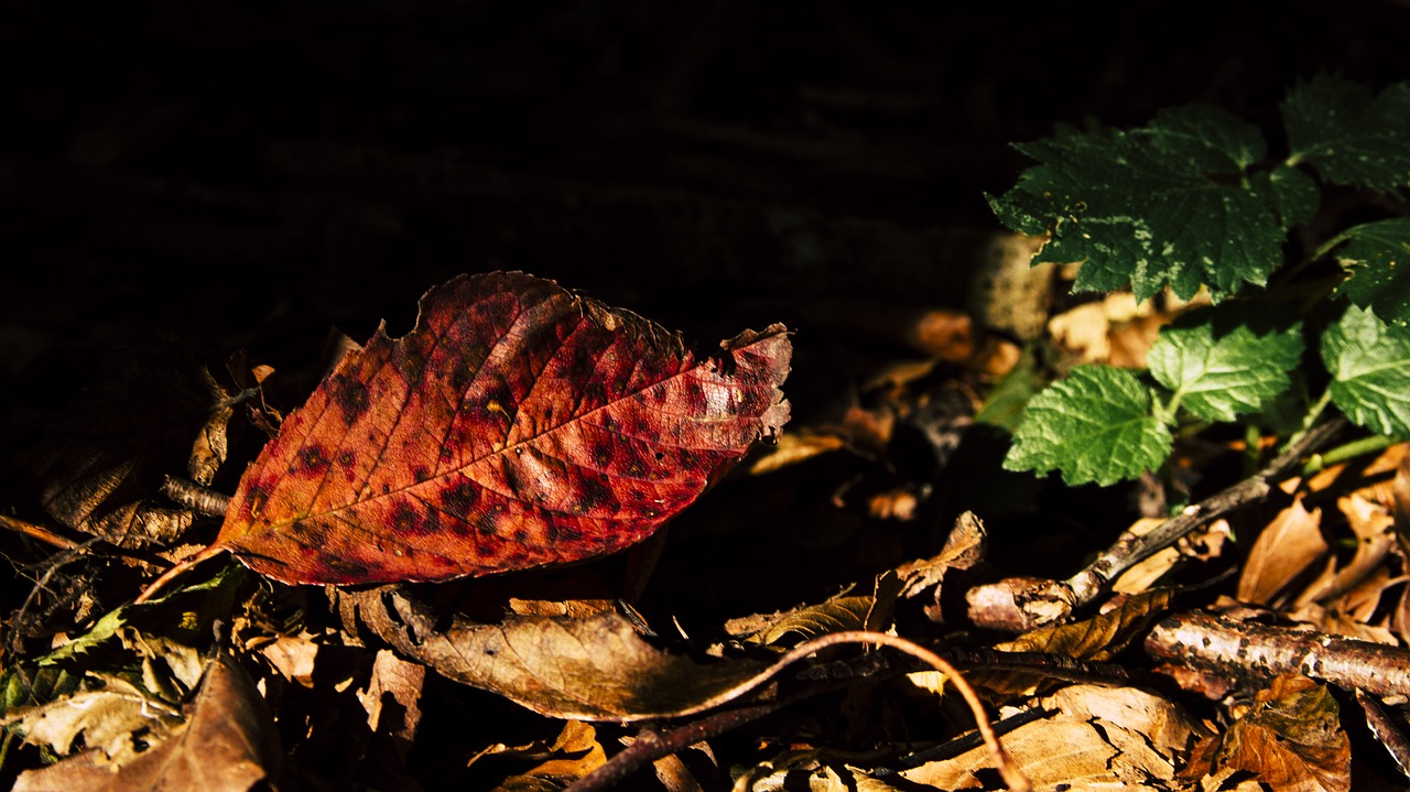 leaves autumn fall foliage free photo