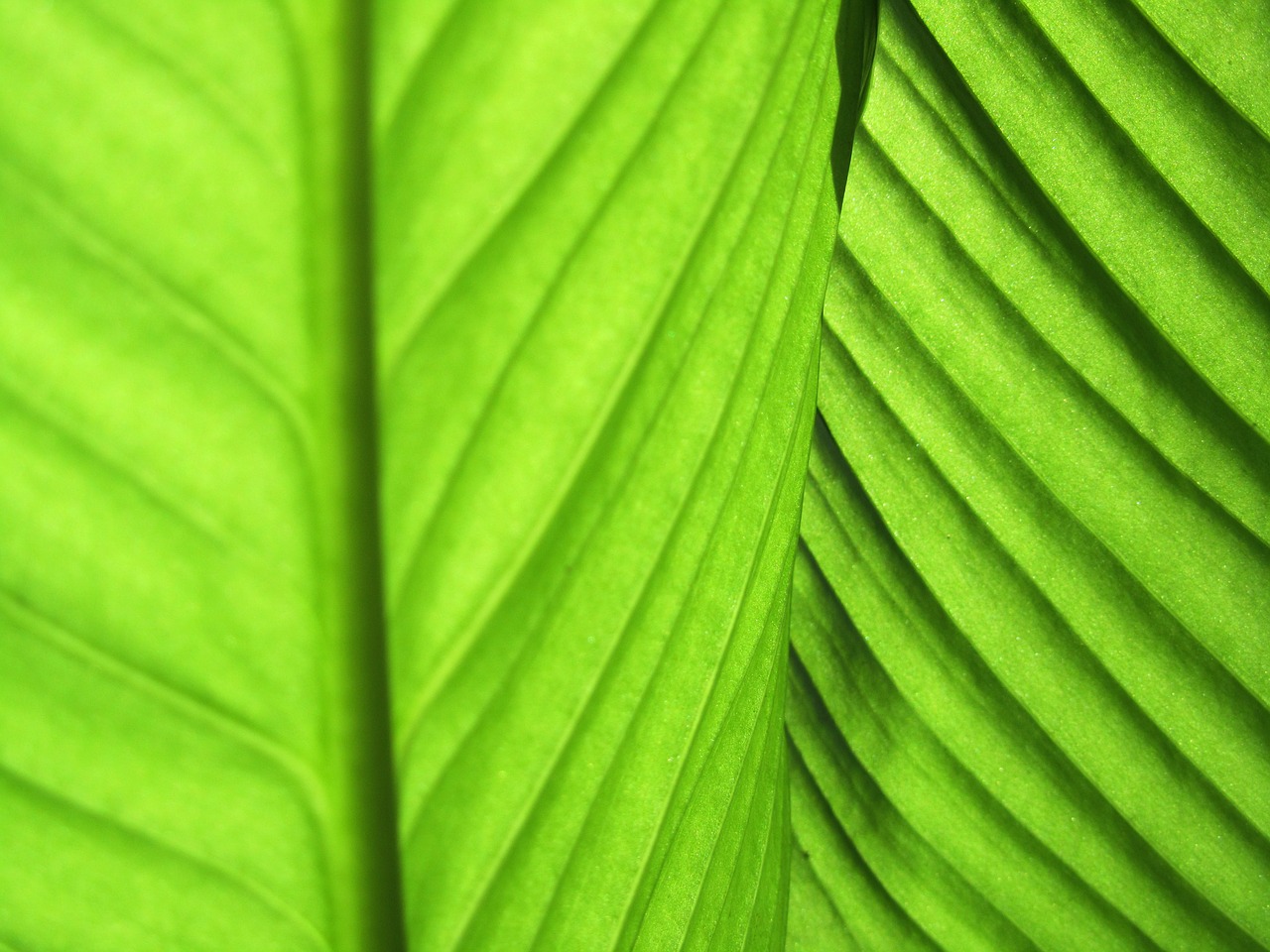 leaves green plant fibres free photo