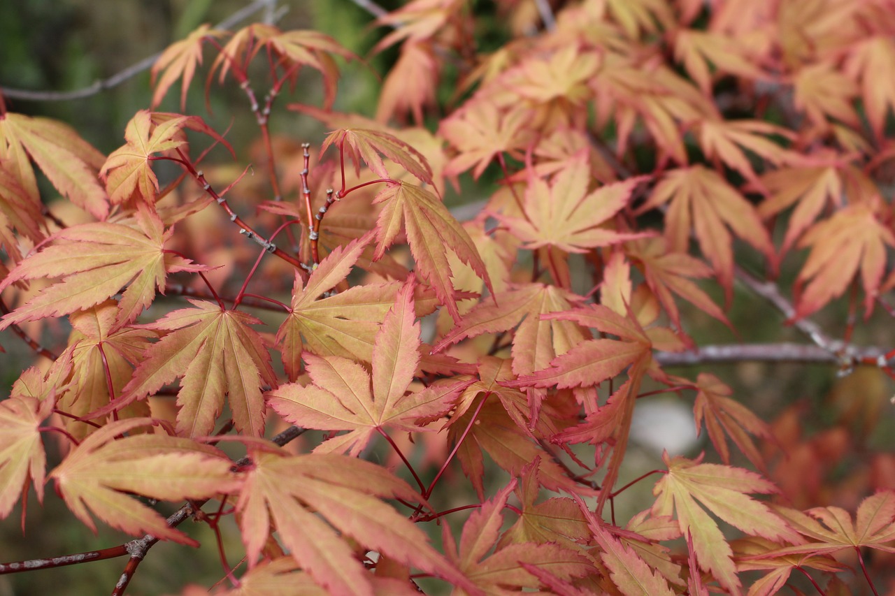 leaves autumn orange free photo