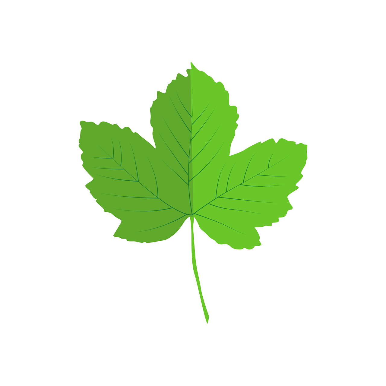 leaves vector nature free photo