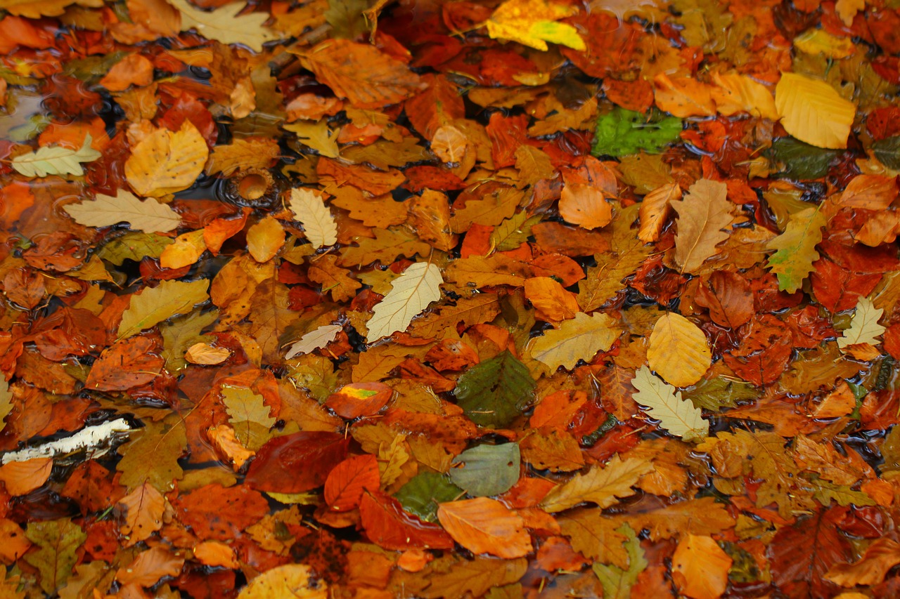 leaves autumn forest free photo