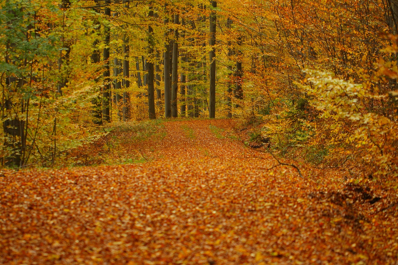 leaves autumn forest free photo