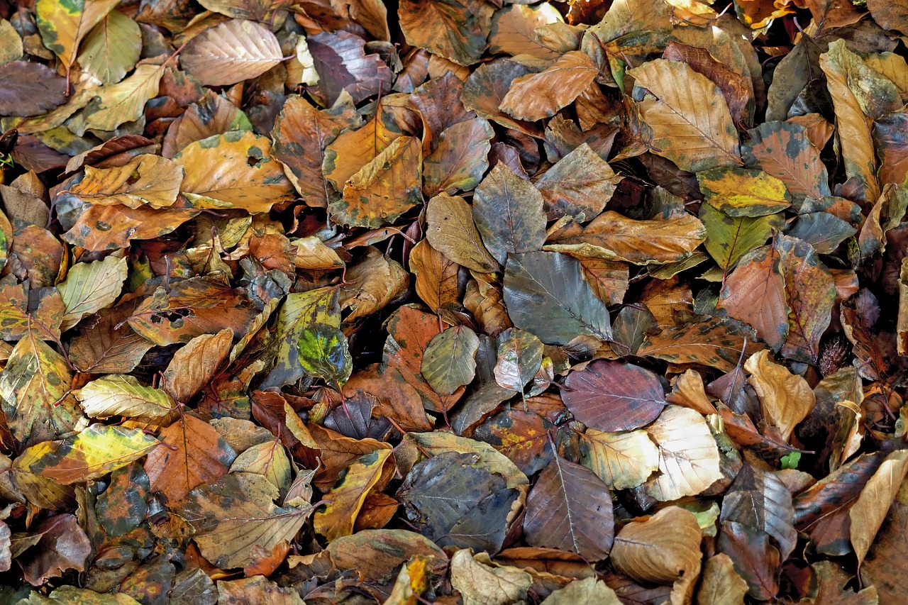 leaves fall leaves beech free photo