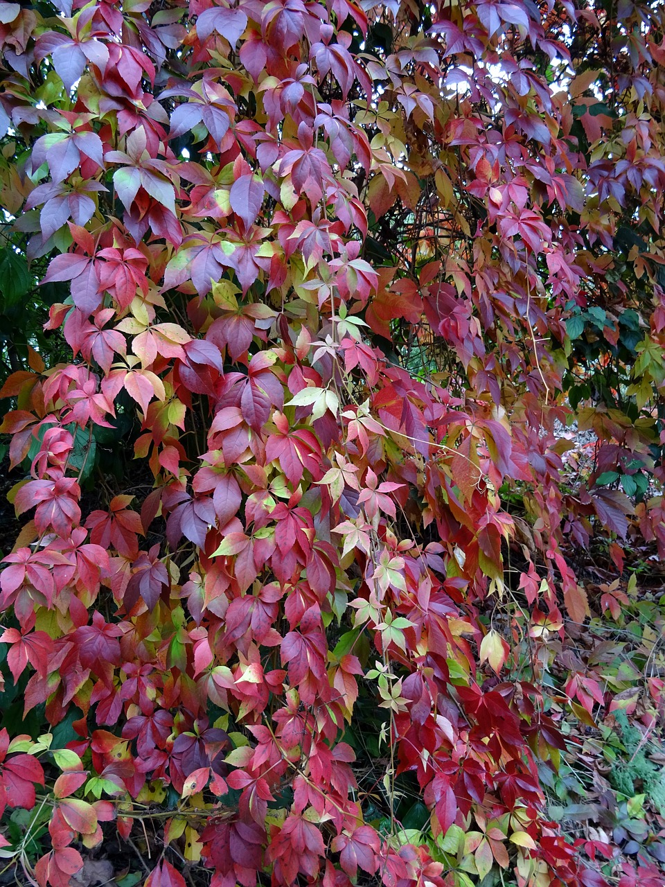 leaves colorful autumn free photo