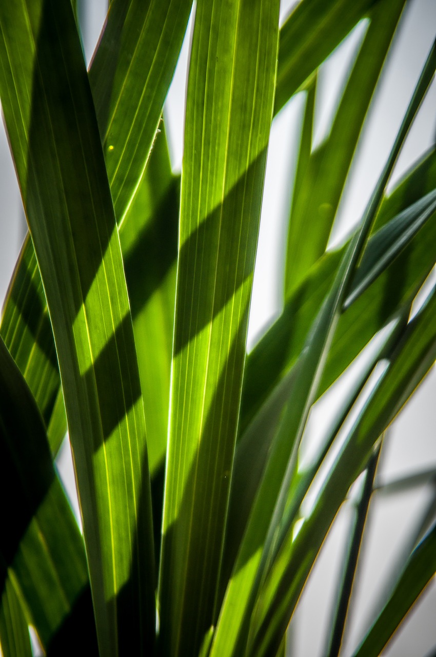 leaves green shadow play free photo