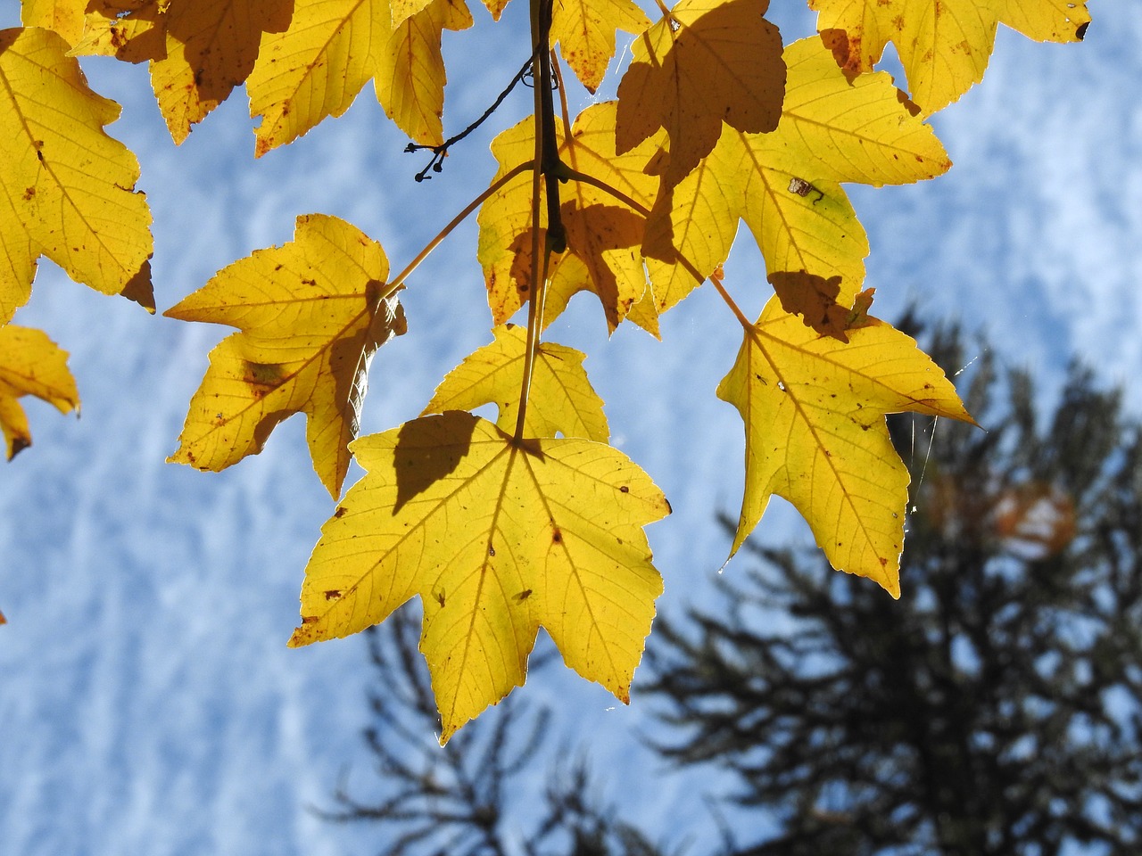 leaves autumn the yellow leaf free photo