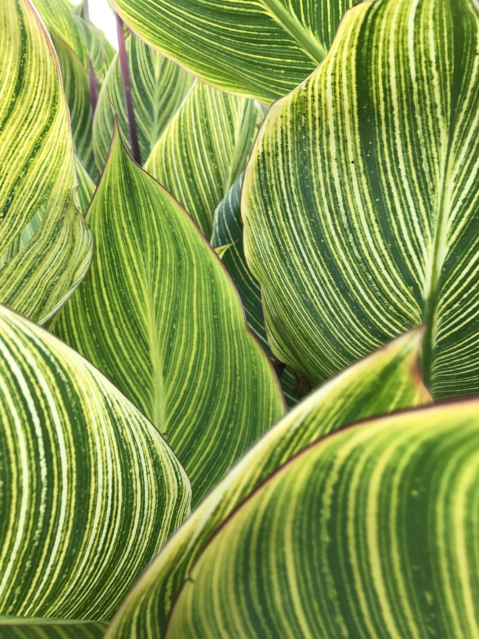 leaves striped pattern free photo