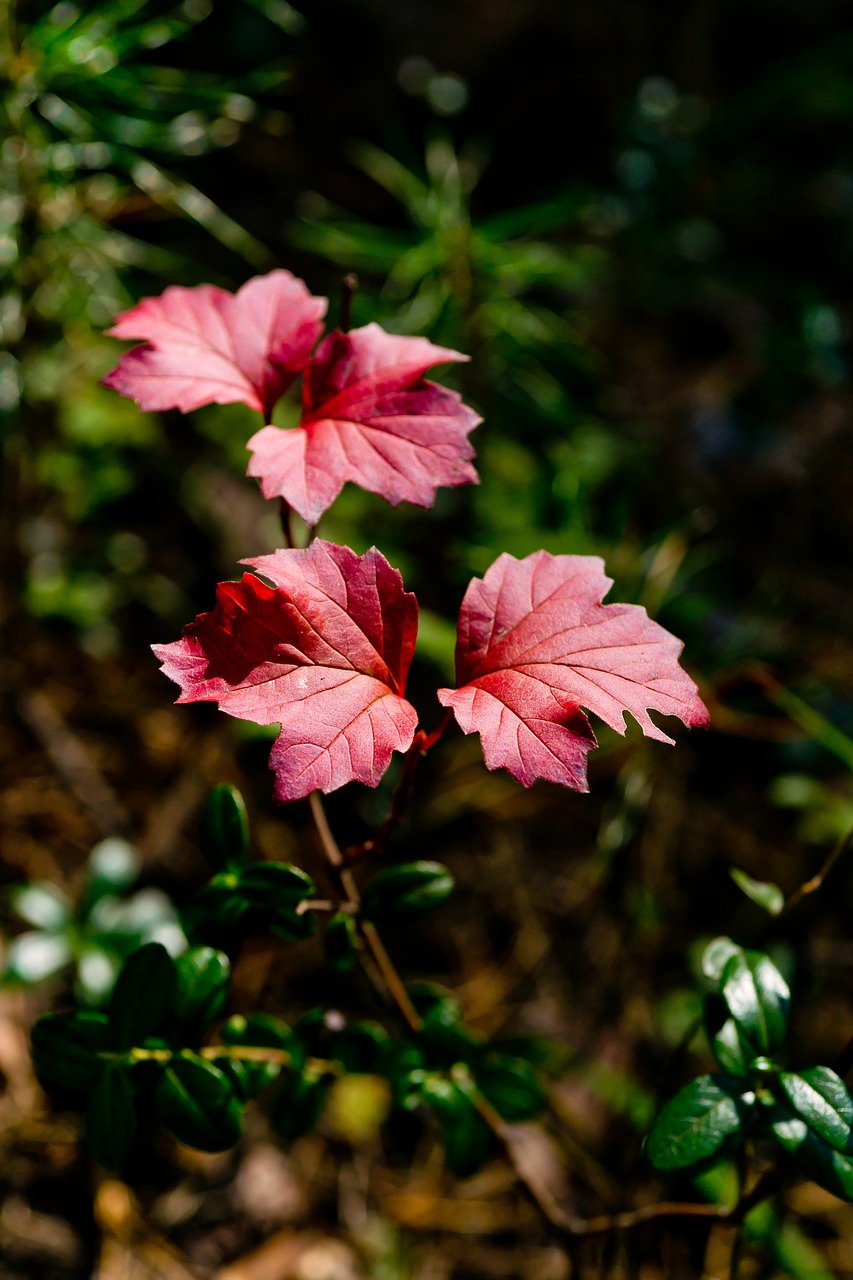 leaves autumn red leaf free photo