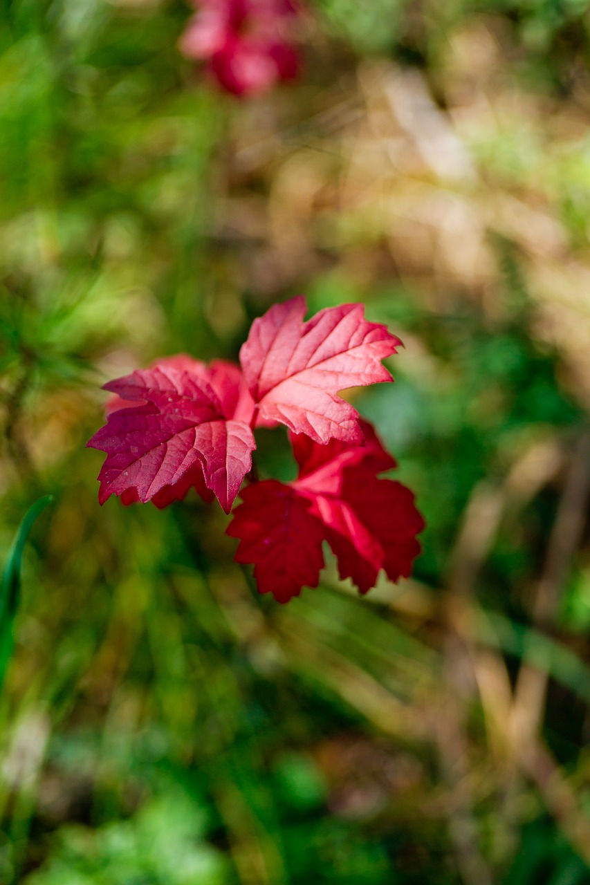 leaves autumn red leaf free photo