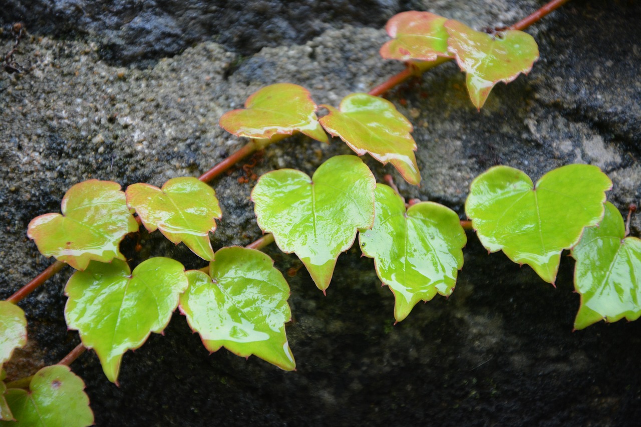 leaves leaves hearts shapes hearts free photo