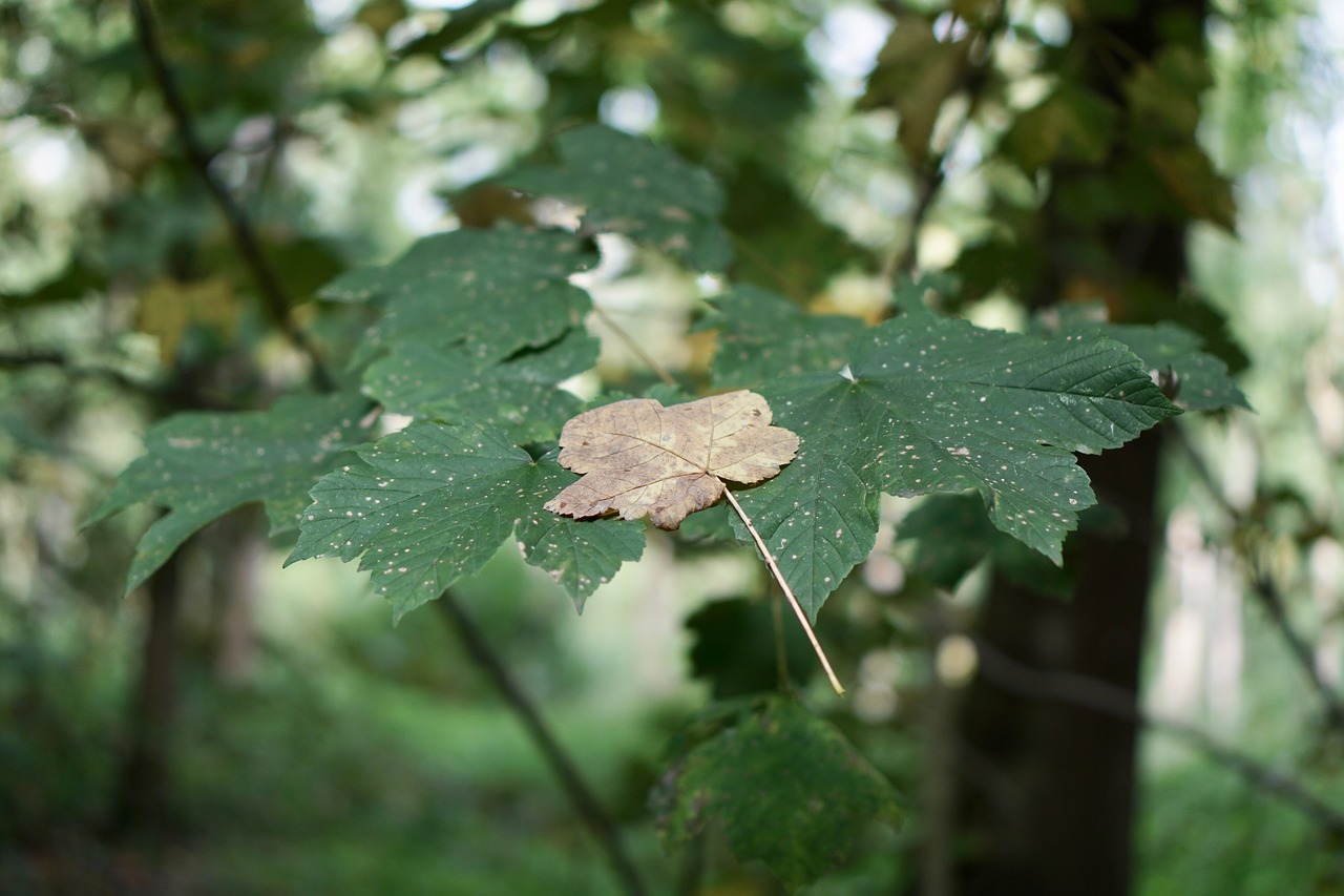 leaves autumn forest free photo