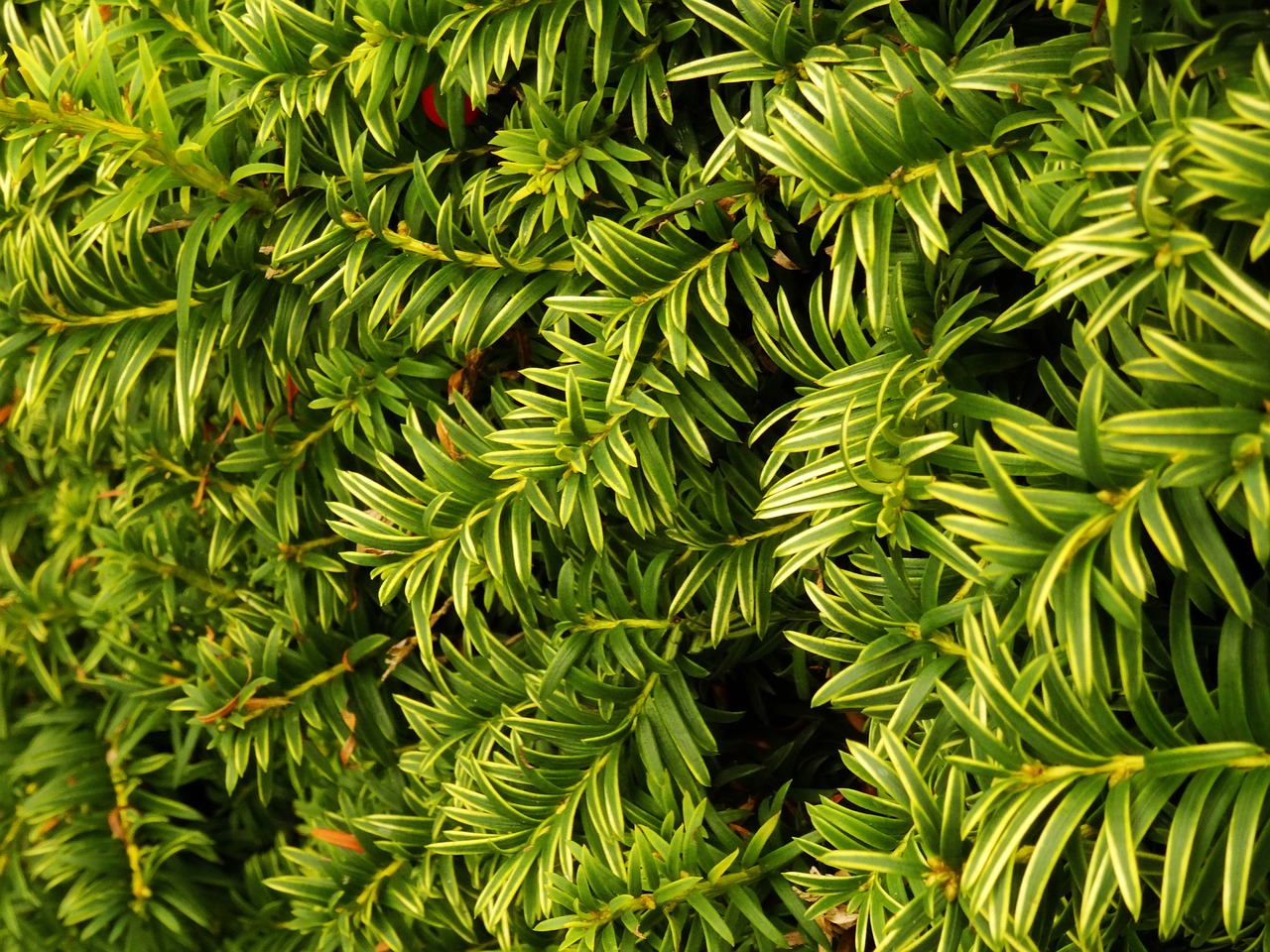 leaves hedge bush free photo