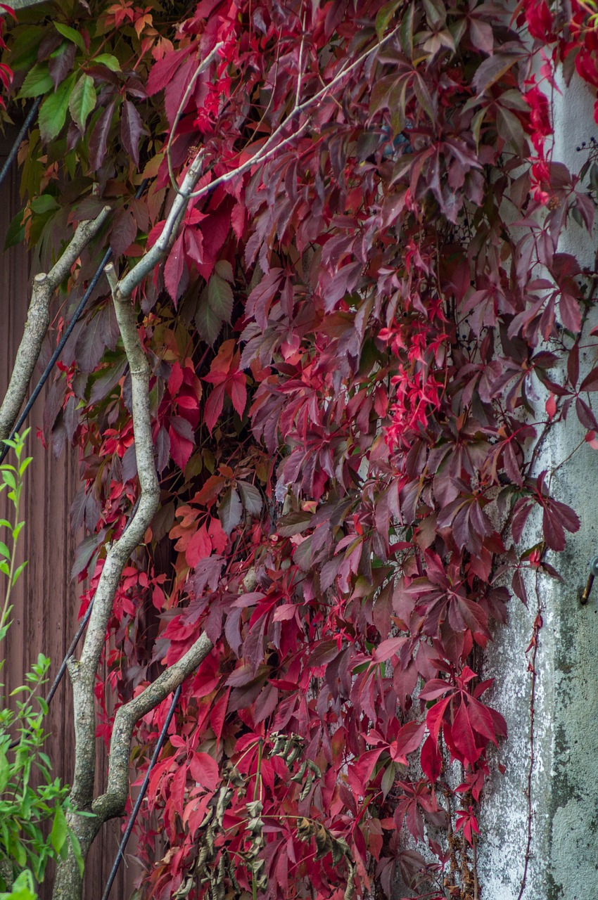 leaves autumn fall foliage free photo