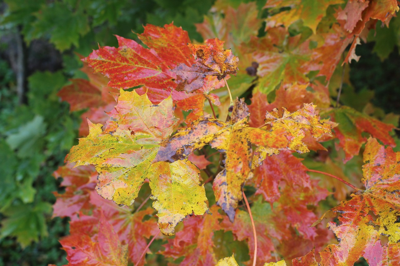 leaves red autumn free photo