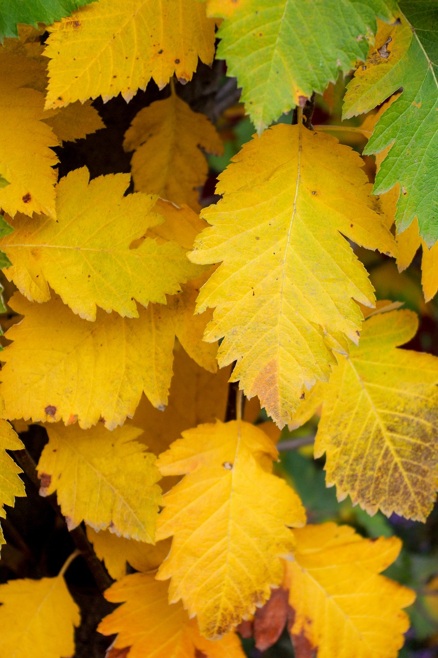 leaves autumn golden autumn free photo