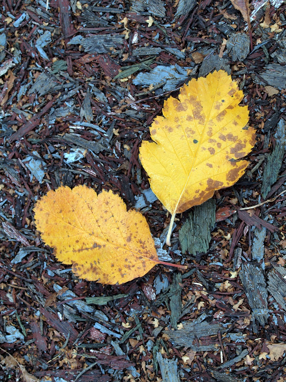 leaves autumn nature free photo