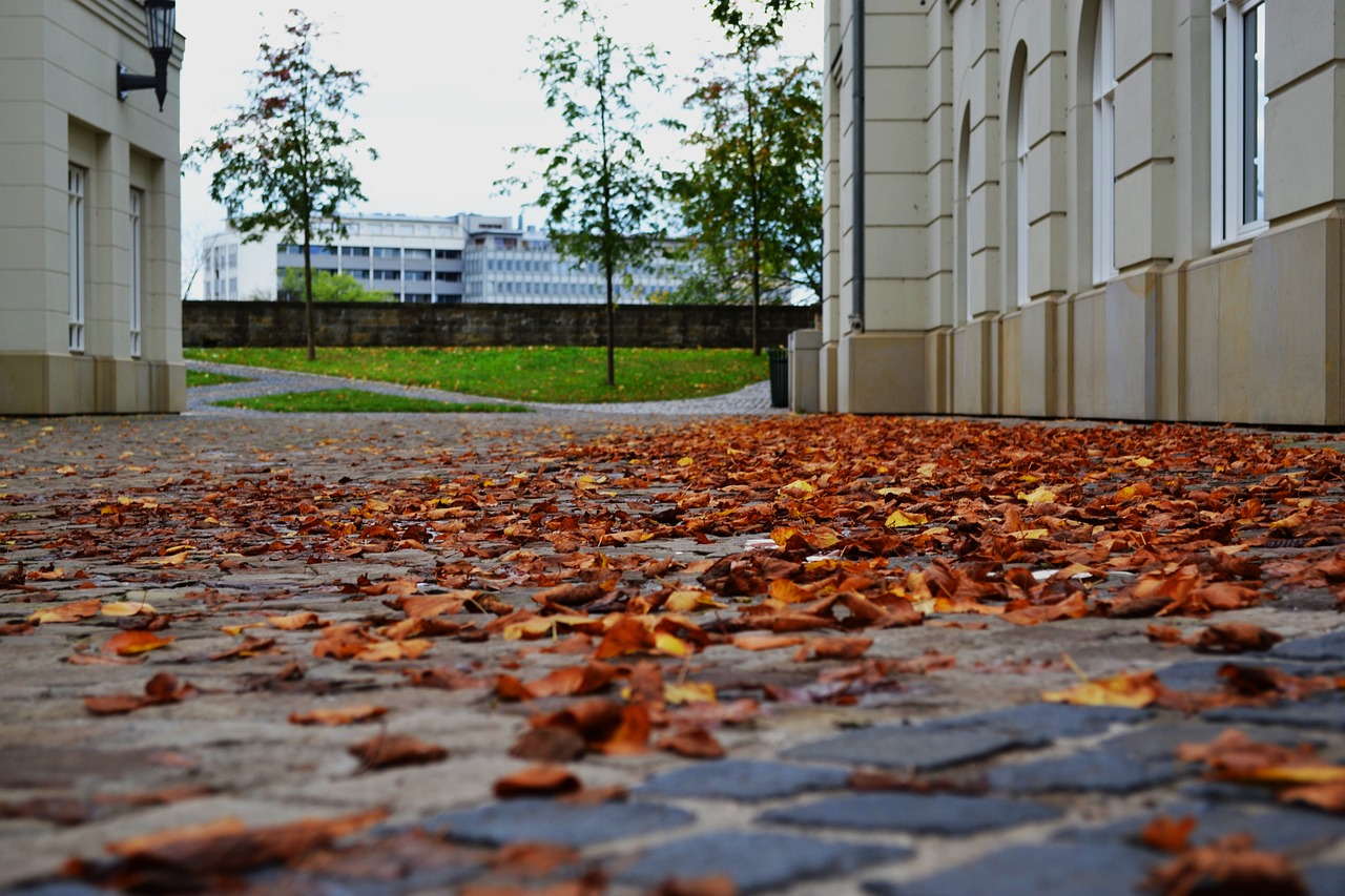 leaves autumn street free photo