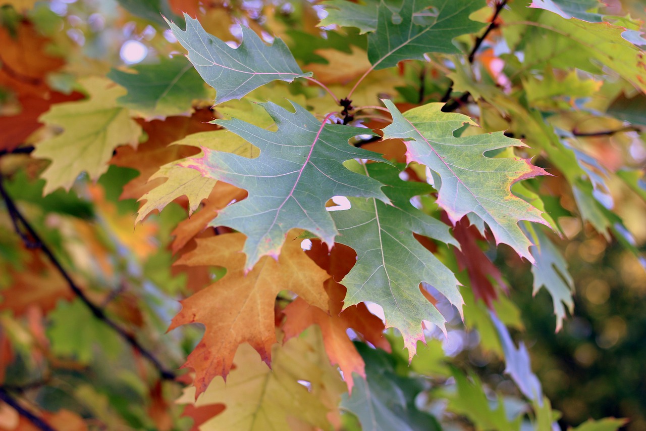 leaves autumn tree free photo