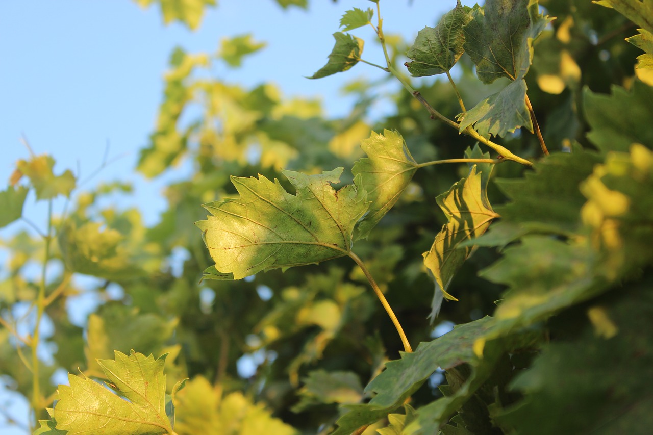 leaves tree leaf free photo