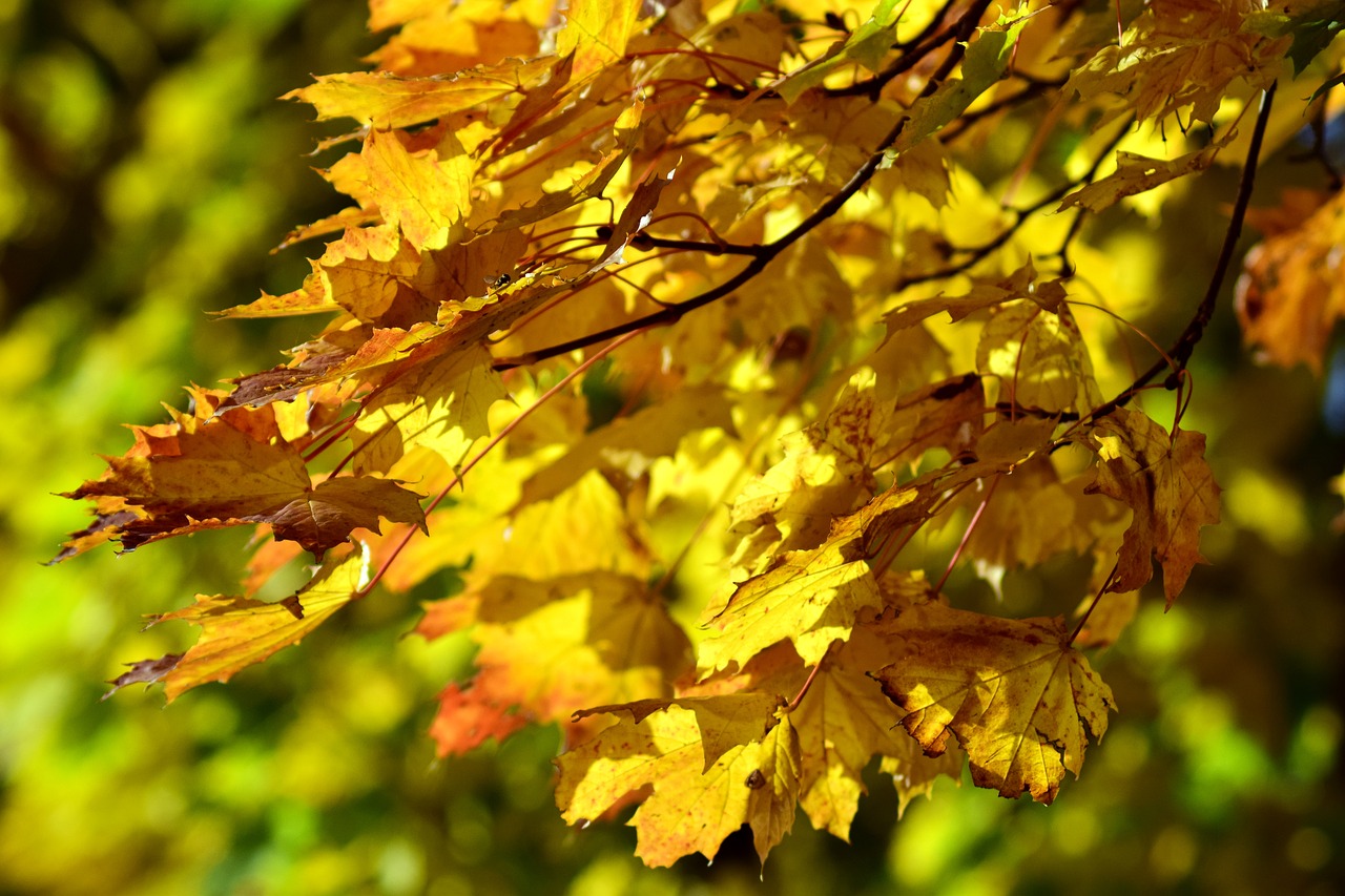 leaves autumn fall foliage free photo