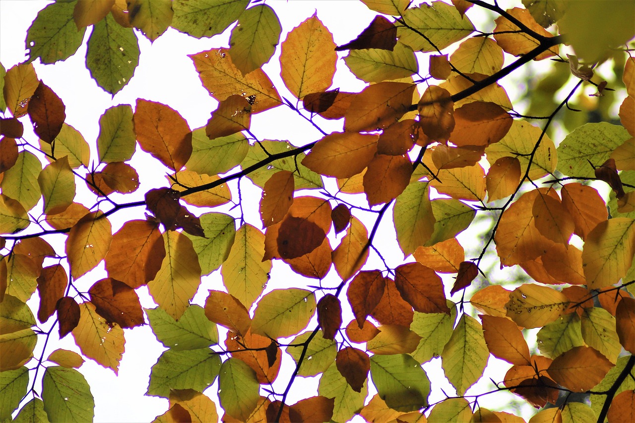 leaves back light autumn free photo