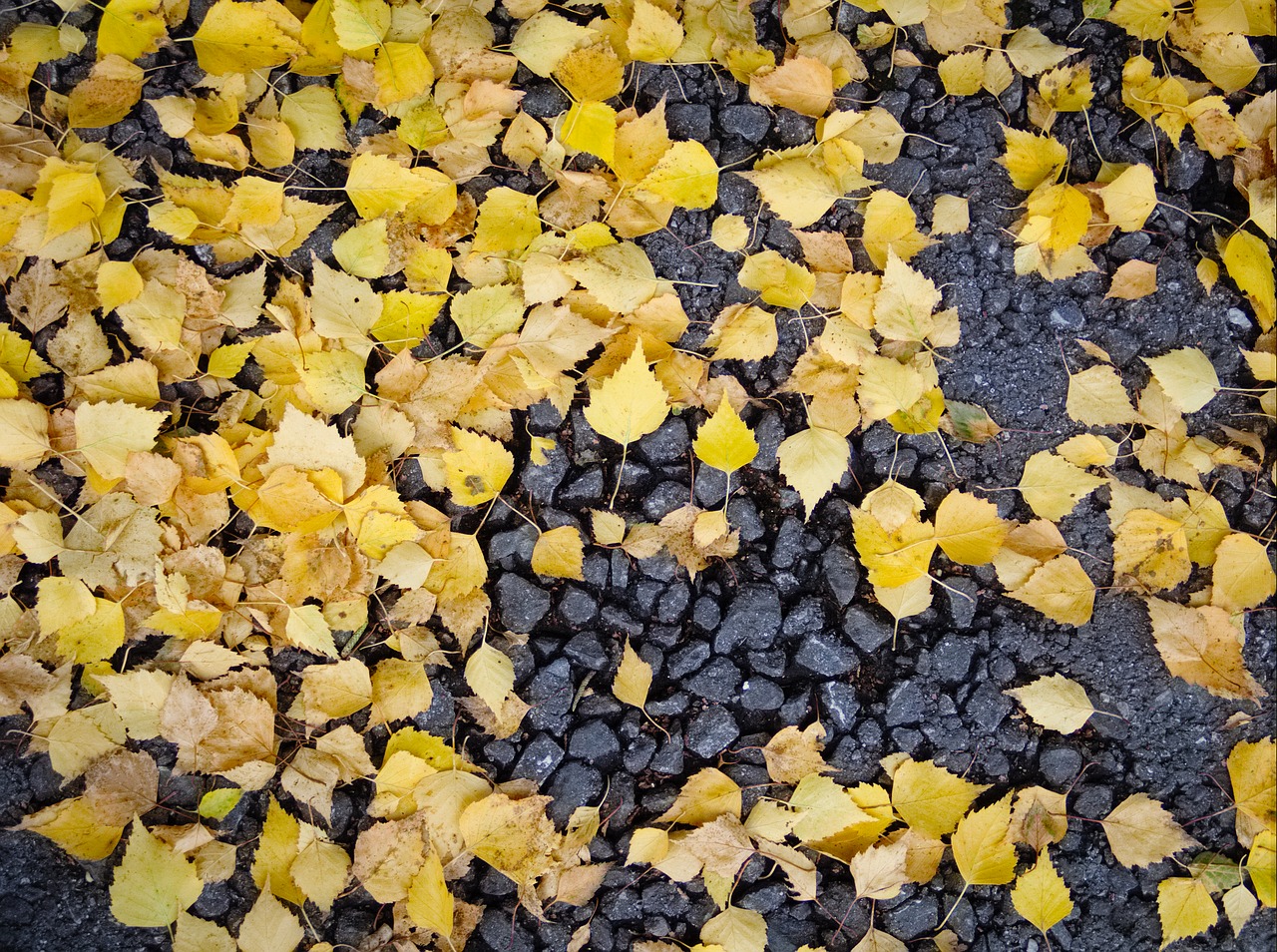 leaves fall leaves asphalt free photo