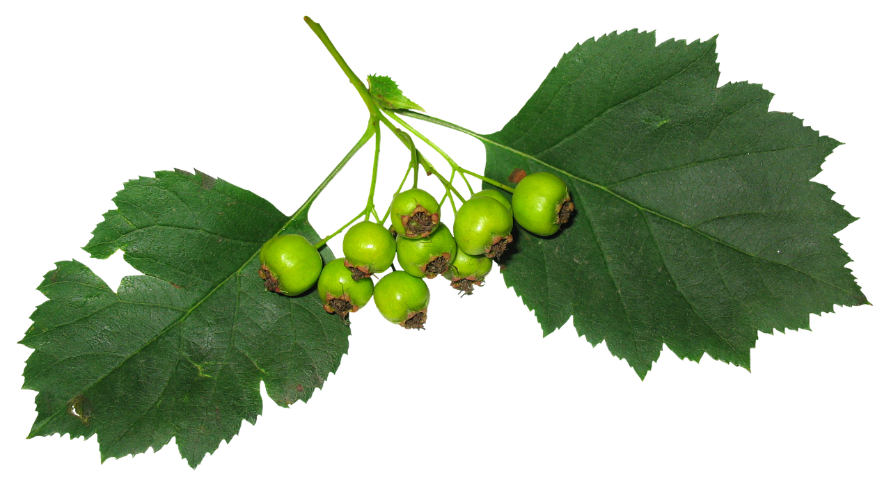 leaves berry fruit free photo