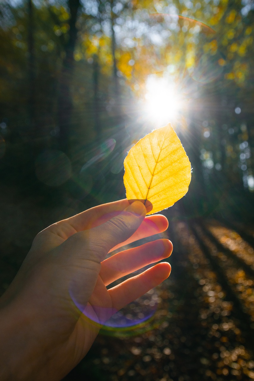 leaves autumn fall free photo