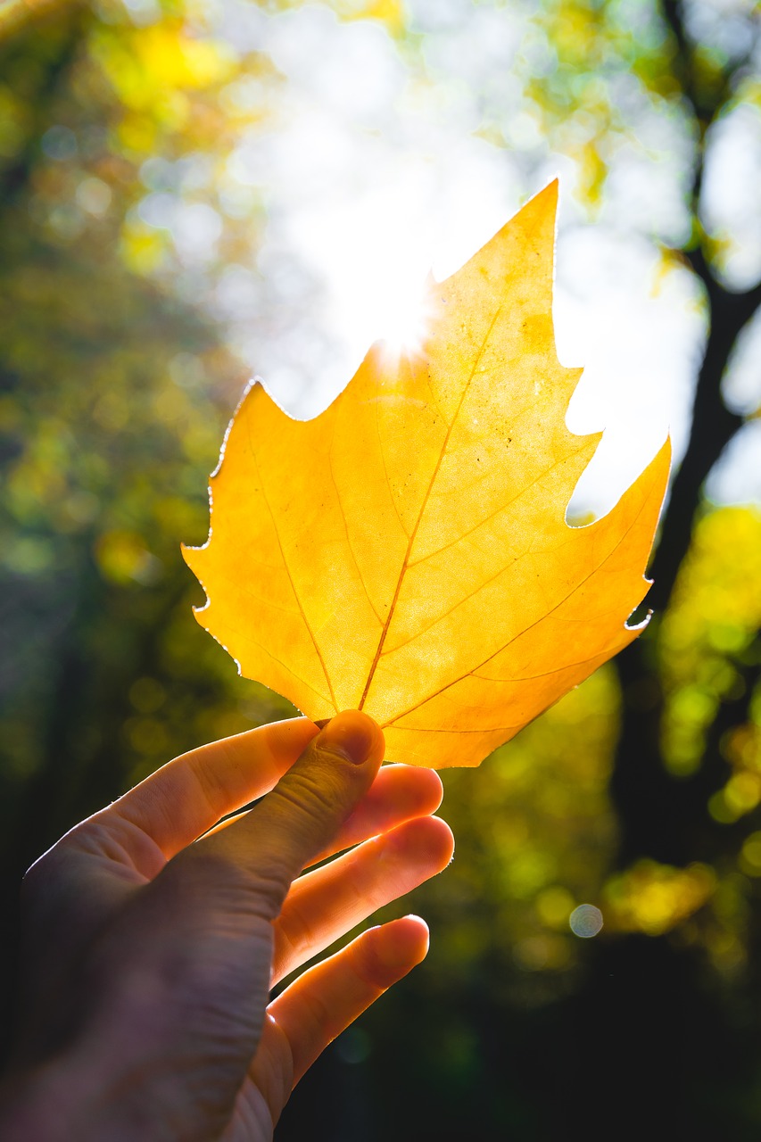 leaves autumn fall free photo