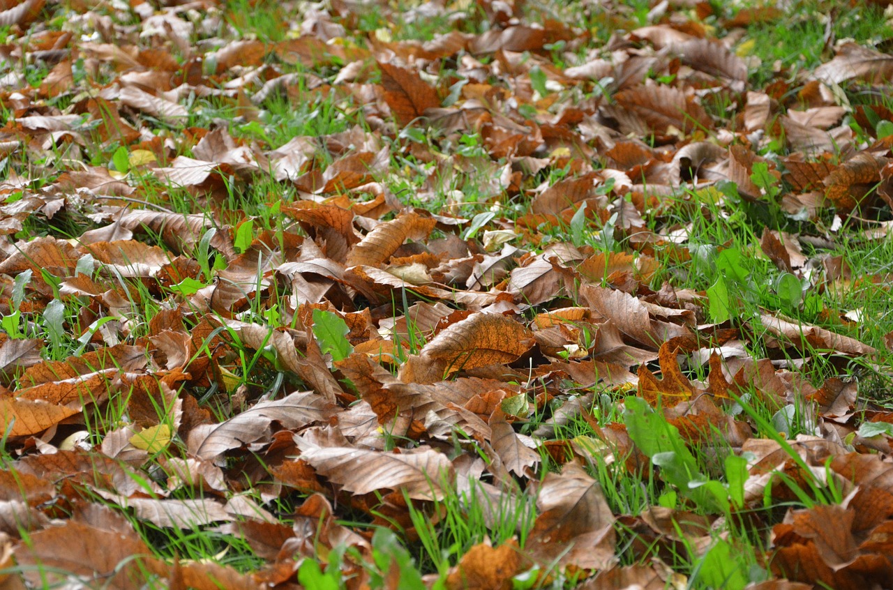 leaves fall season foliage free photo