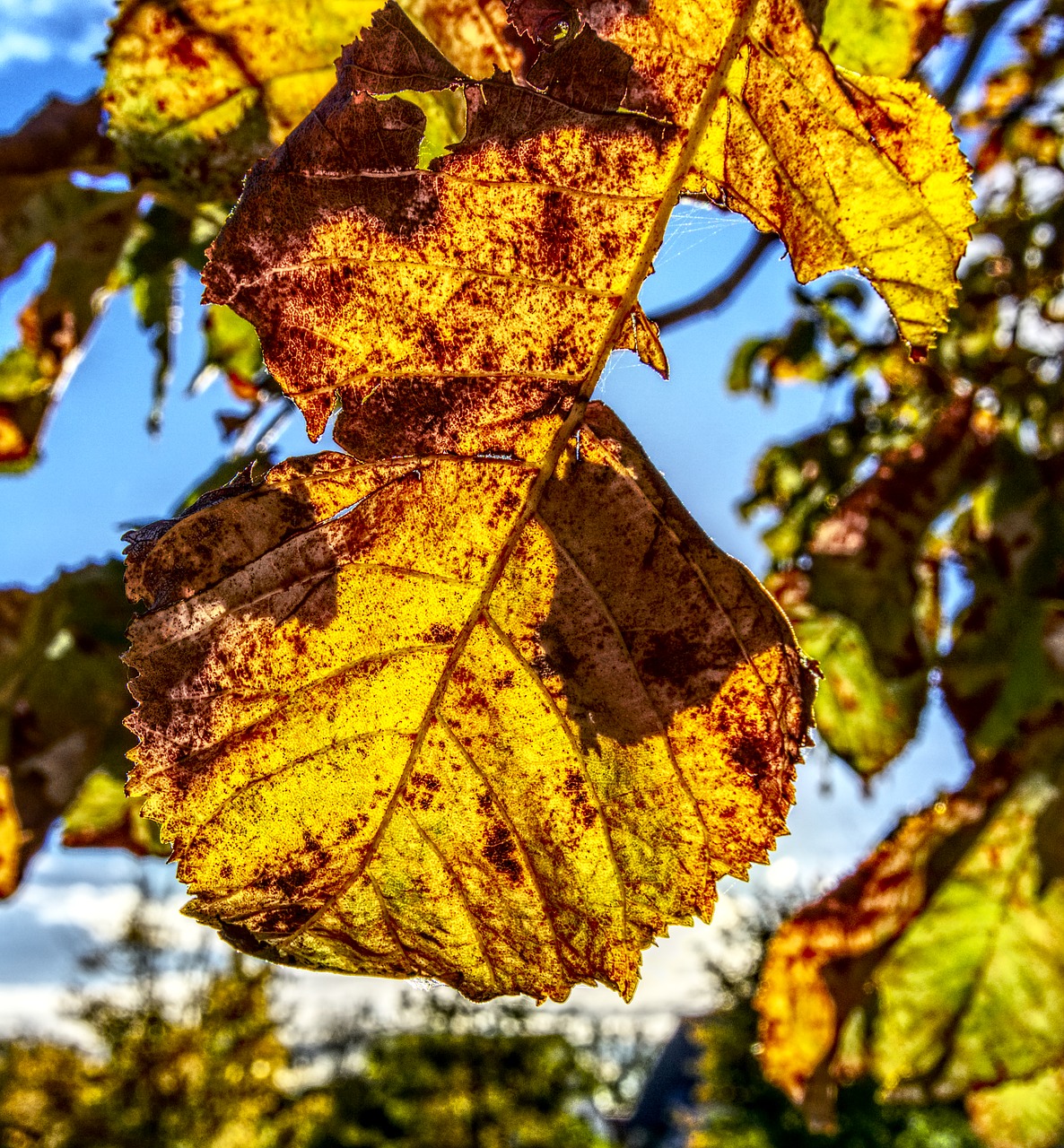 leaves fall leaves colorful free photo