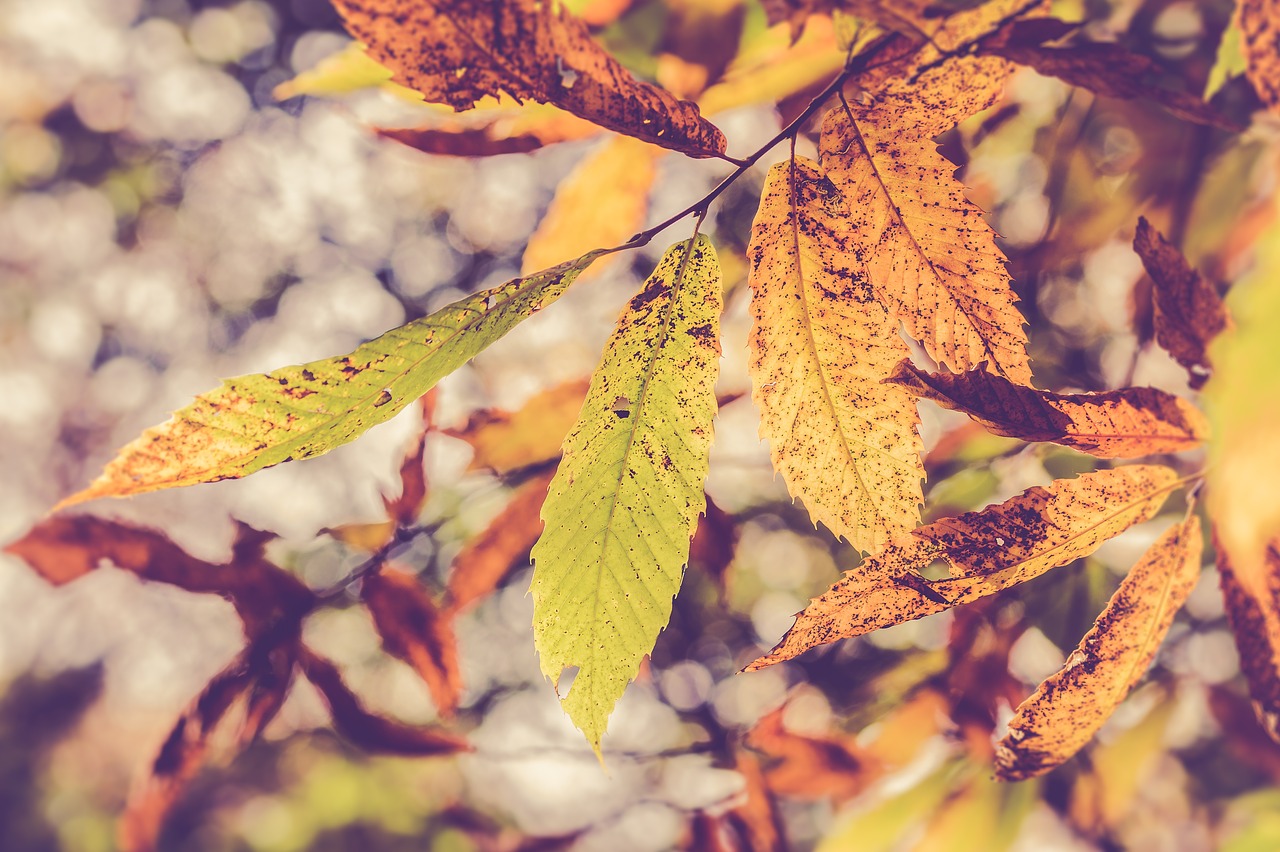 leaves autumn fall colors free photo