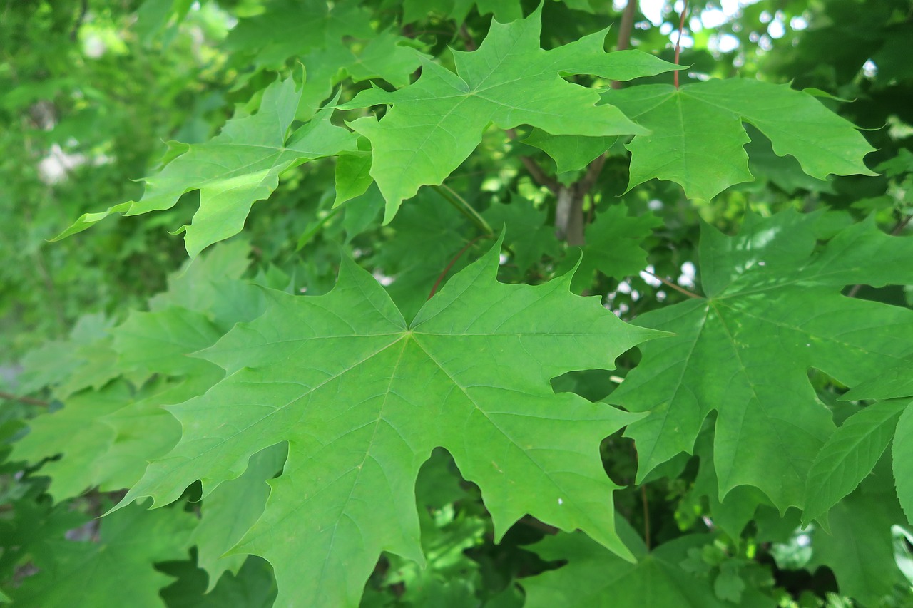 leaves sweden plant free photo