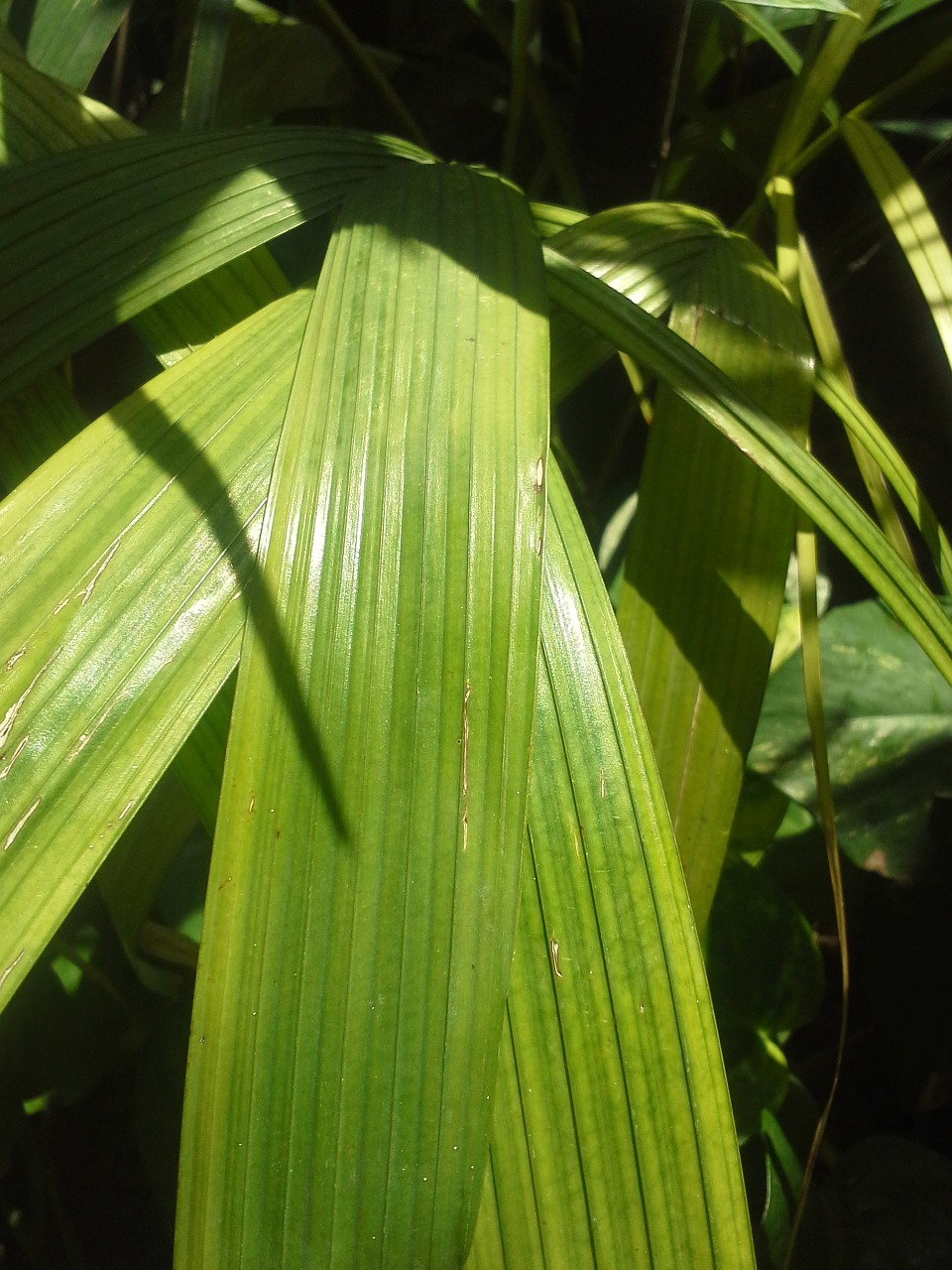 leaves green plants free photo