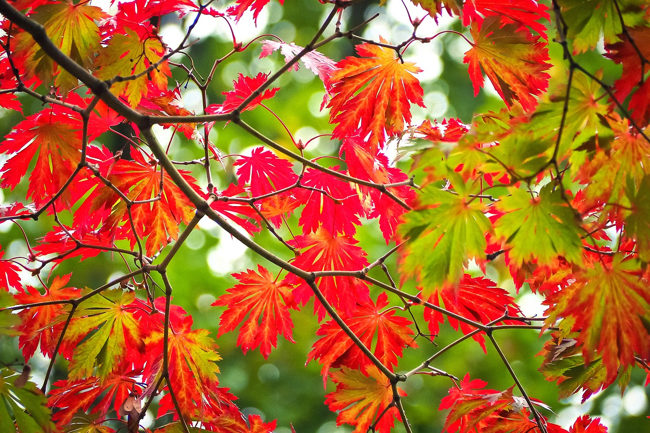 leaves tree autumn free photo