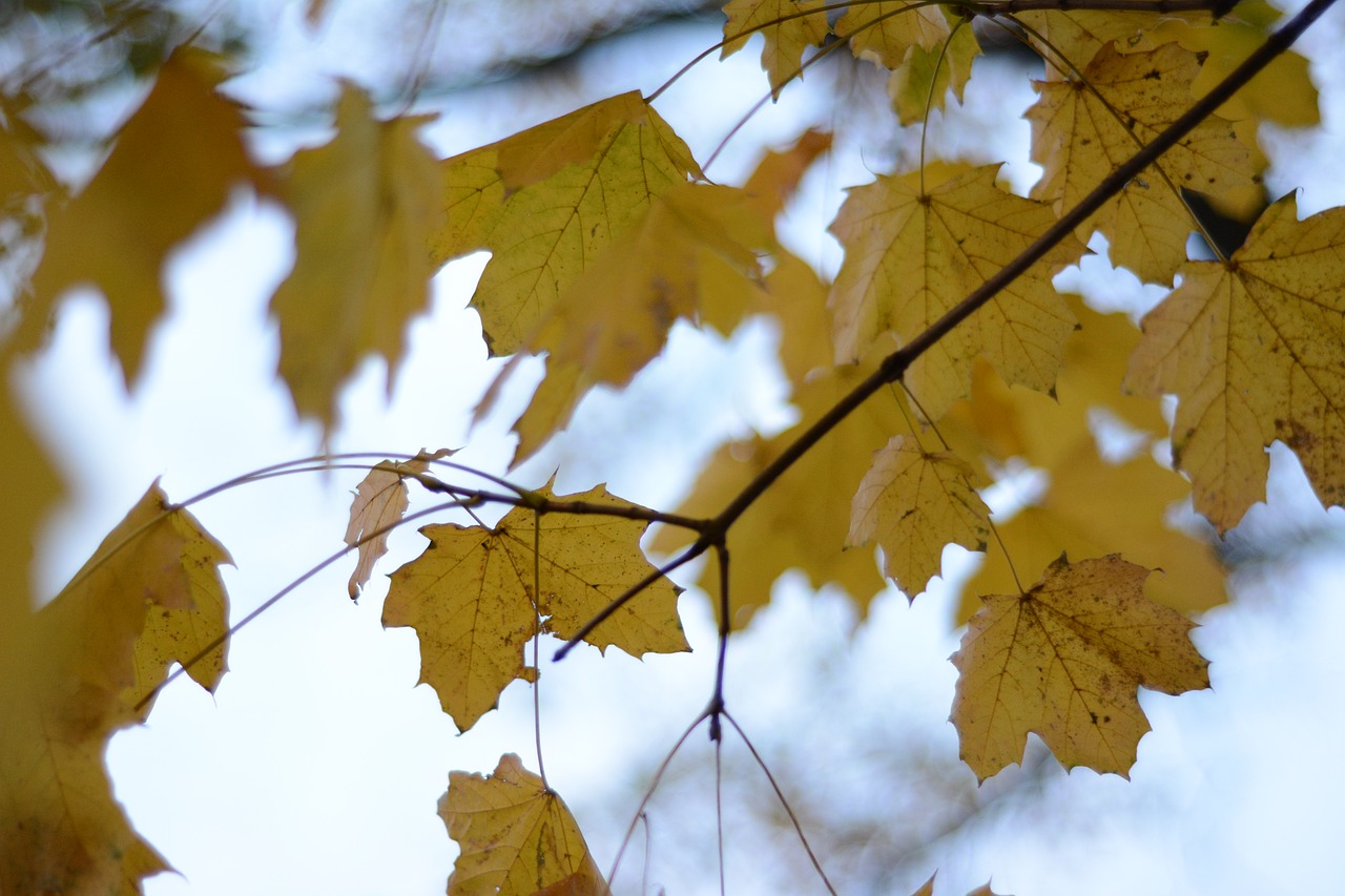 leaves fall golden free photo